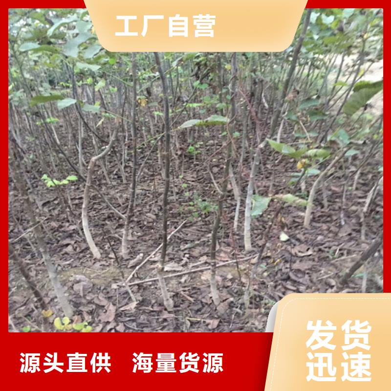 核桃苗-【吉塞拉6号砧木】推荐商家