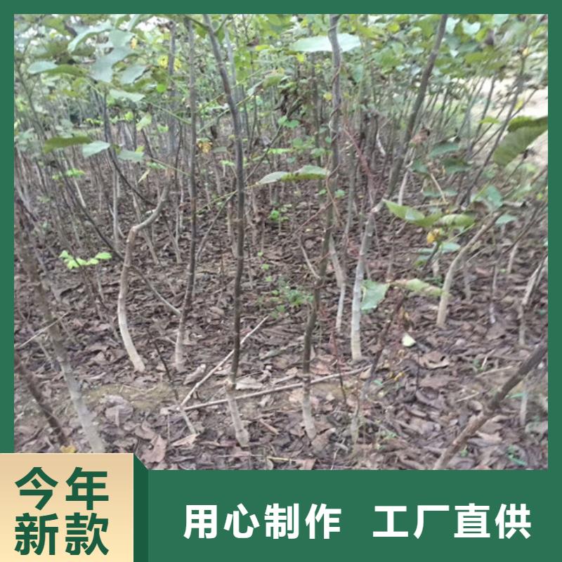 【核桃苗红蜜桃树苗工厂批发】