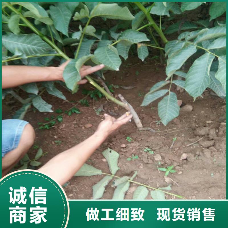 【核桃苗】_果树苗批发基地质量优价格低