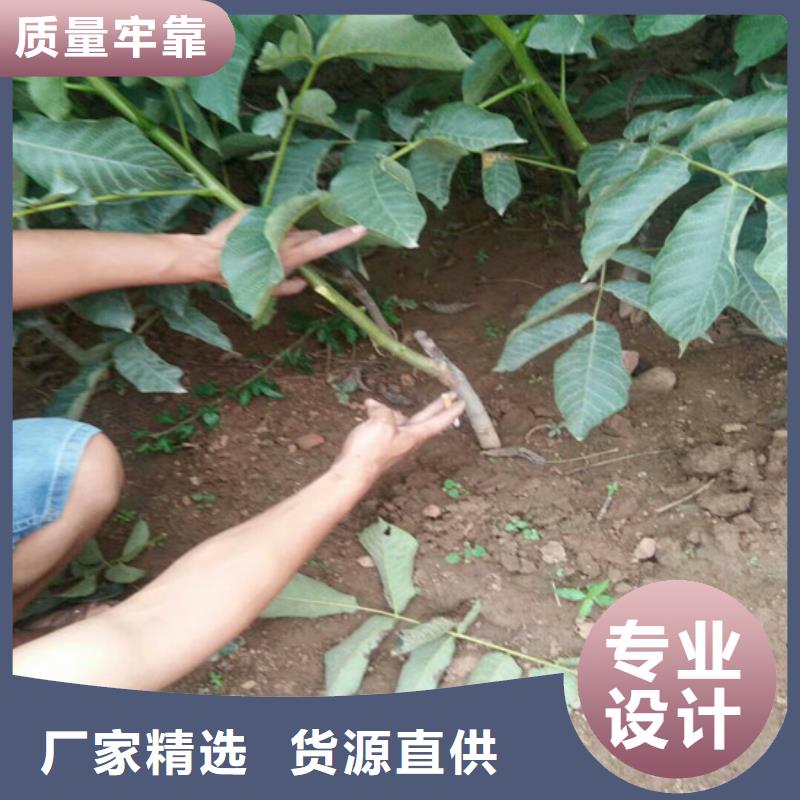 核桃苗大棚草莓苗厂家直销安全放心