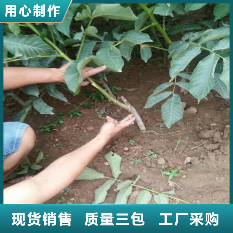 【核桃苗红蜜桃树苗工厂批发】