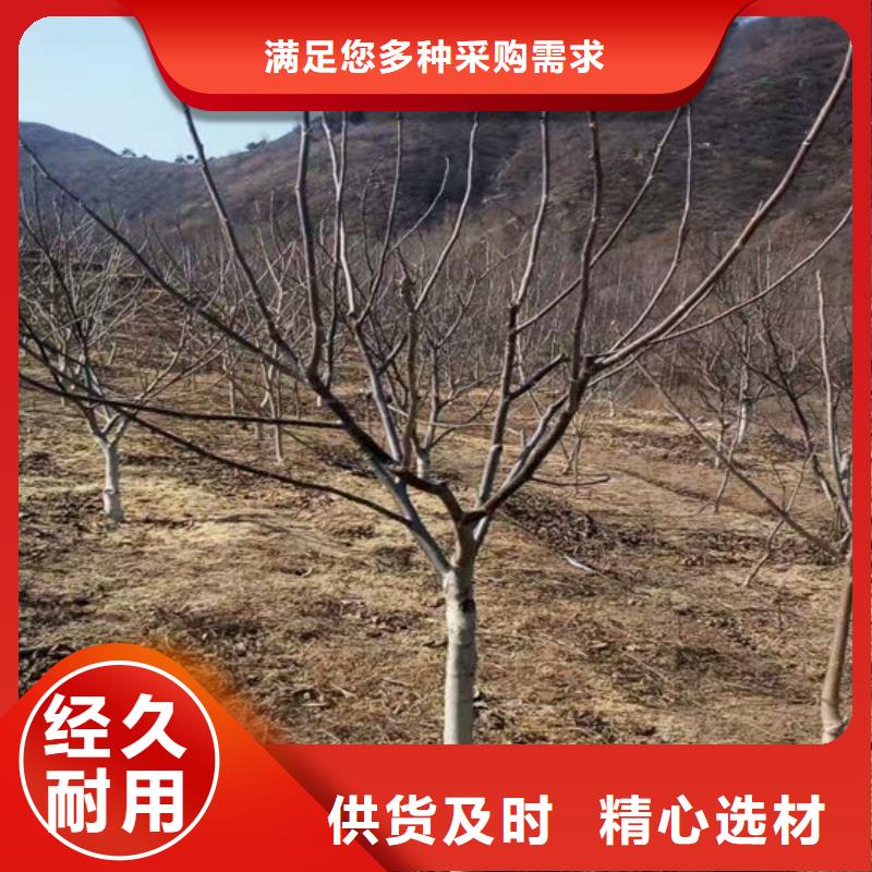 核桃苗葡萄苗基地质量看得见