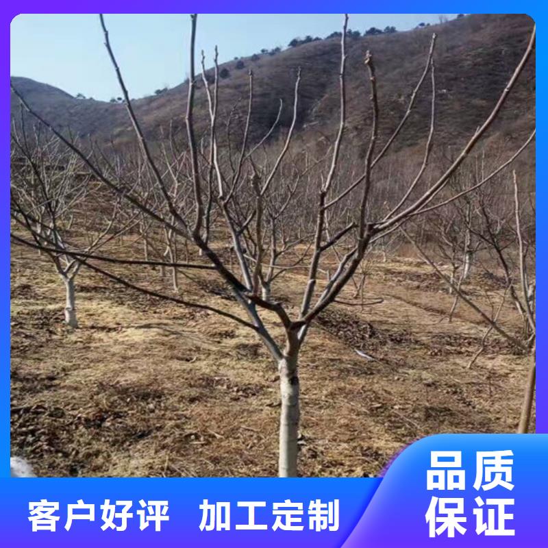 核桃苗【草莓苗价格】敢与同行比价格