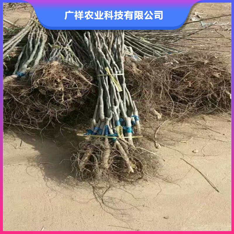 【核桃苗】_果树苗批发基地质量优价格低