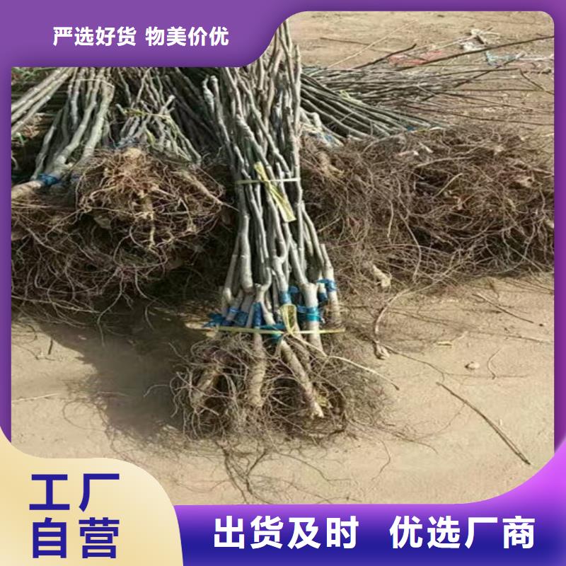 核桃苗草莓苗价格严格把关质量放心