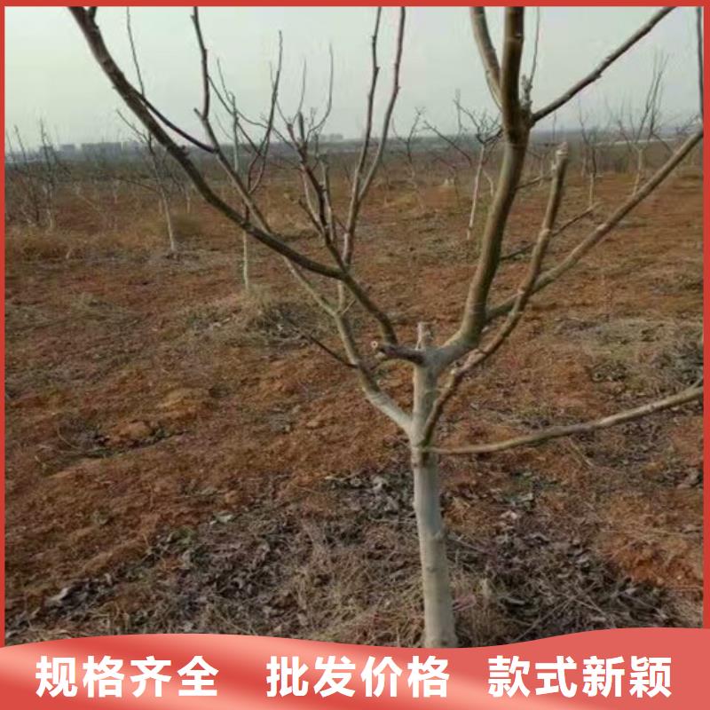 核桃苗黑珍珠草莓苗当地厂家值得信赖