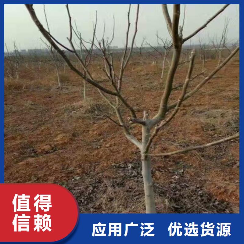 核桃苗葡萄苗基地质量看得见