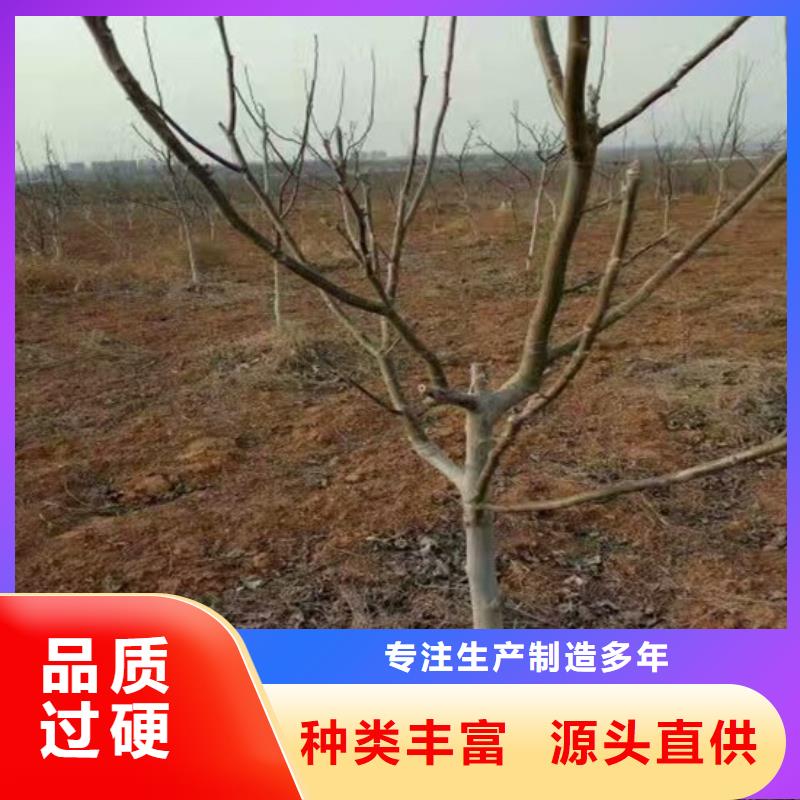 核桃苗【苹果苗基地】品质不将就