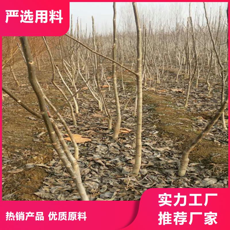 【核桃苗】苹果苗专业厂家