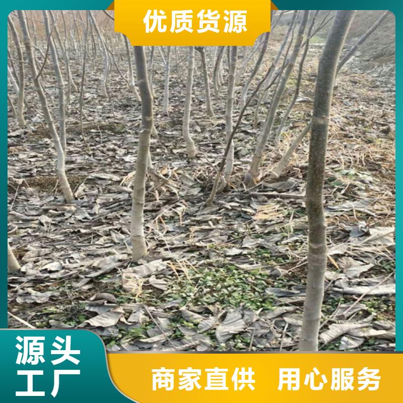 核桃苗苹果苗严谨工艺