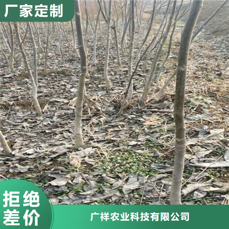 核桃苗无花果树苗型号齐全