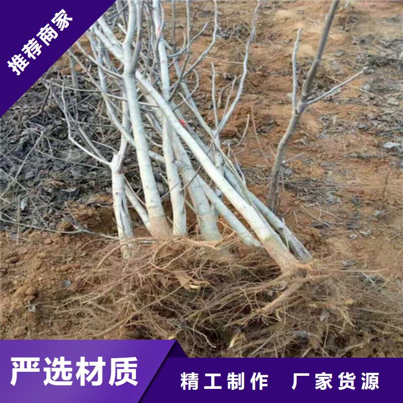 核桃苗草莓苗价格严格把关质量放心