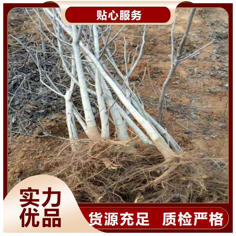 核桃苗果树苗批发基地性价比高