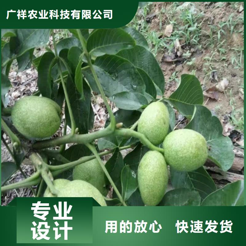 核桃苗苹果苗基地多种规格库存充足