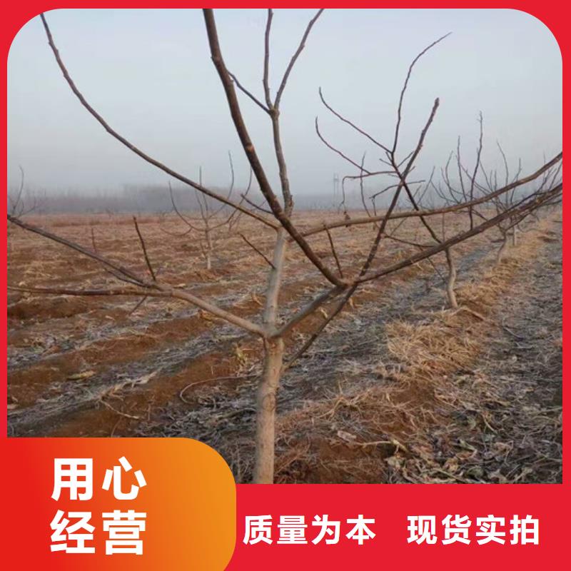 核桃苗梨树苗基地工厂批发