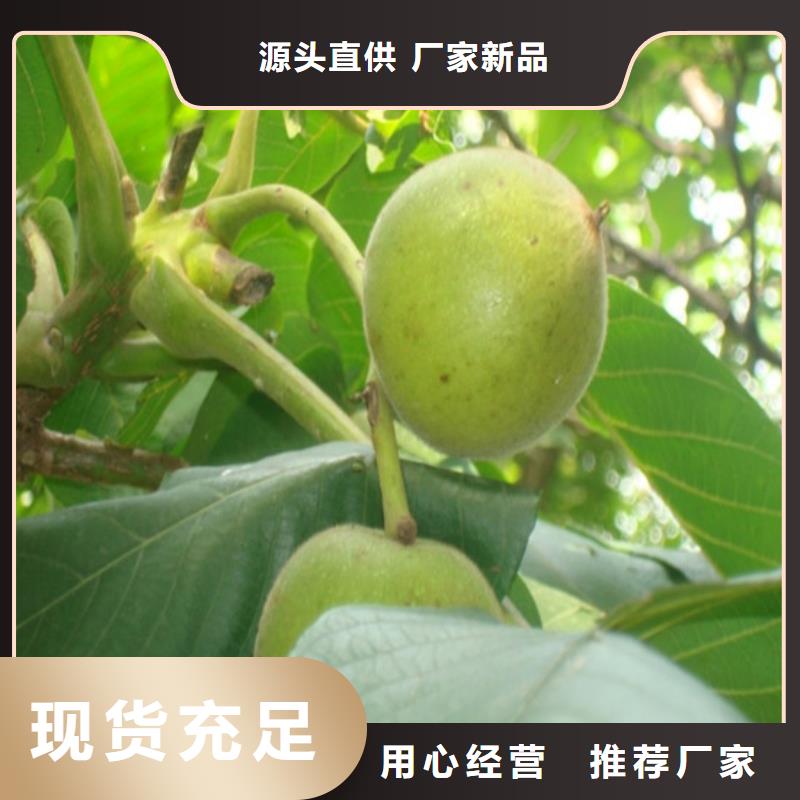 核桃苗【草莓苗价格】敢与同行比价格