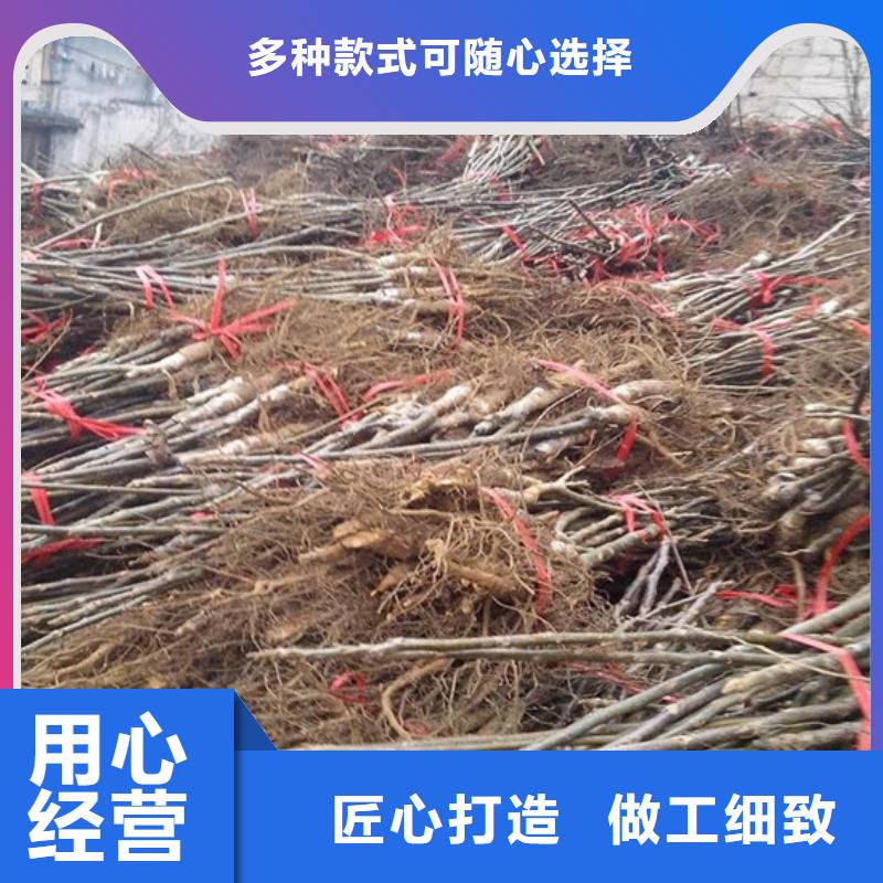 【核桃苗】_果树苗批发基地质量优价格低