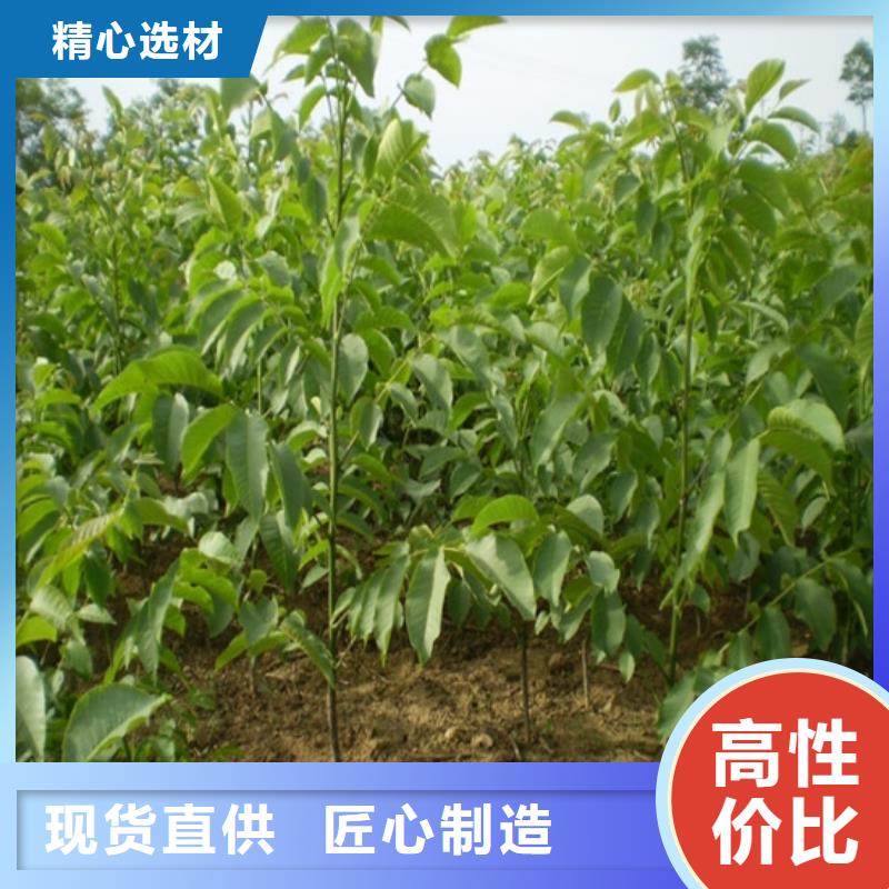 核桃苗【草莓苗价格】敢与同行比价格