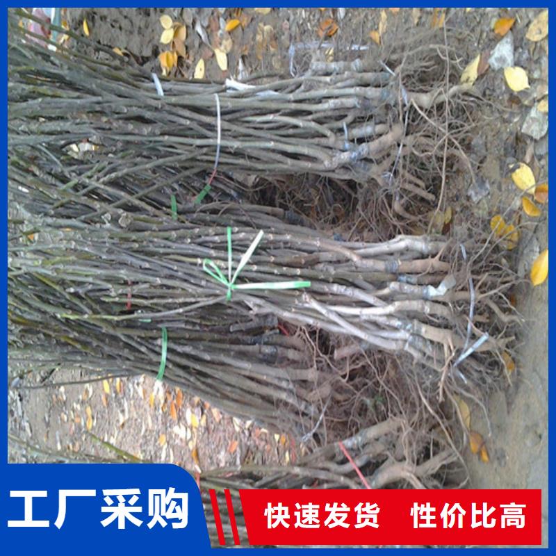 【核桃苗_苹果苗好品质经得住考验】