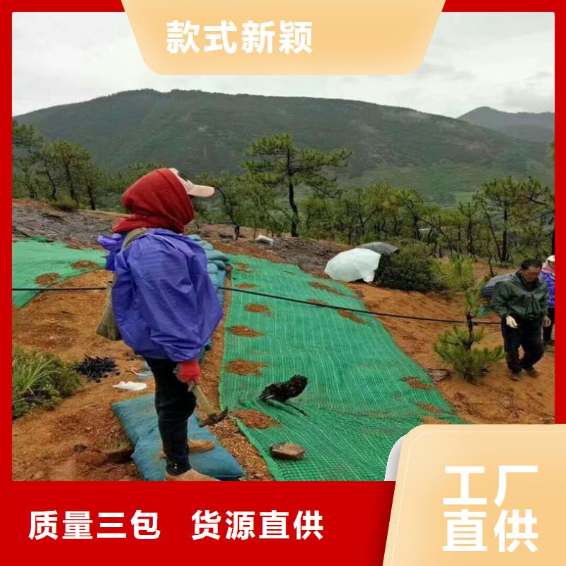 椰丝毯-【钢塑土工格栅】好品质选我们