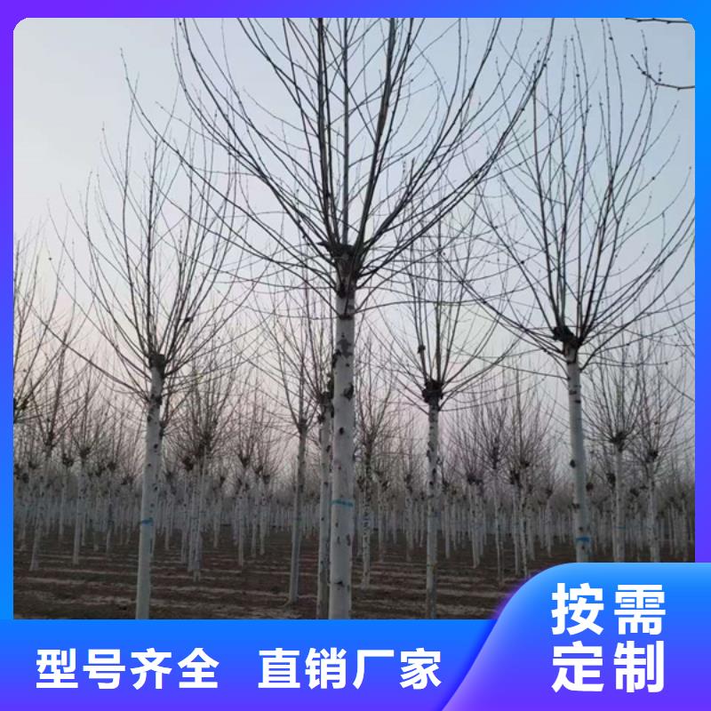 【法桐】_五角枫源头厂家量大价优