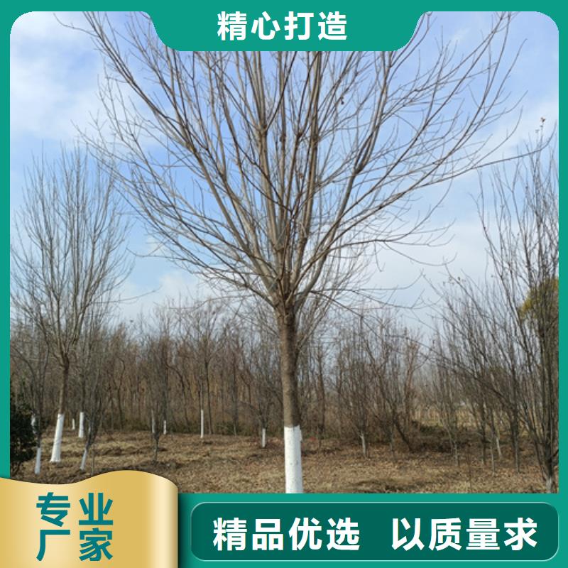 【法桐】五角枫甄选好厂家