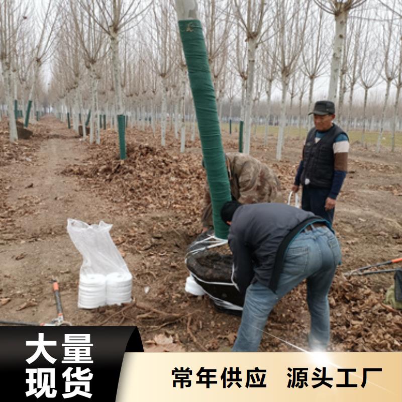 法桐,黄金槐好品质售后无忧