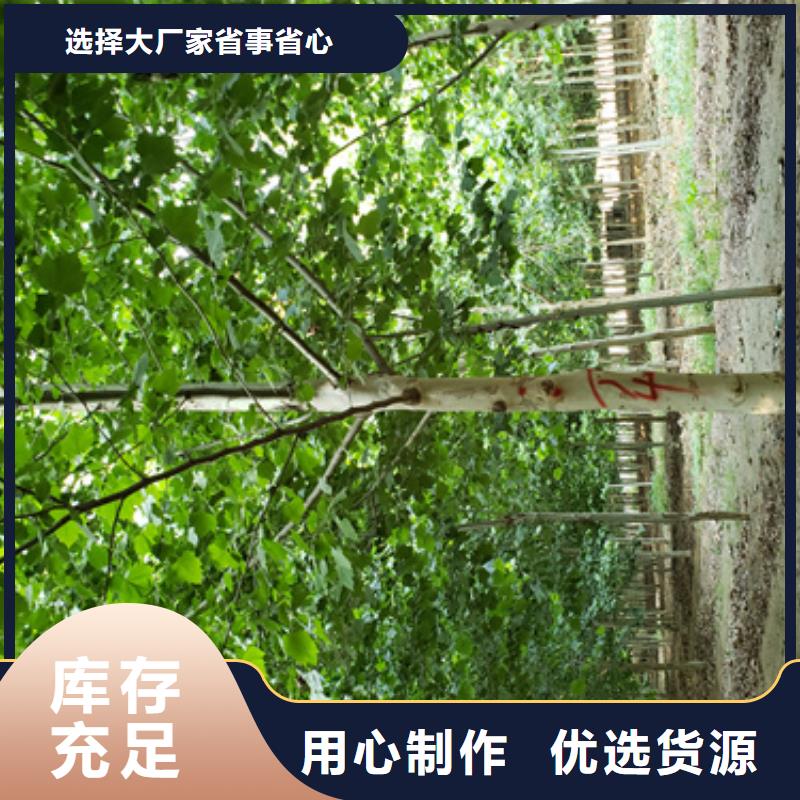 法桐,美国红枫免费安装