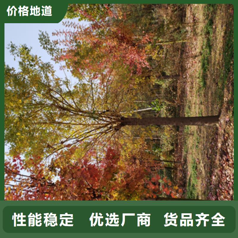 法桐黄金槐源头厂家量大价优