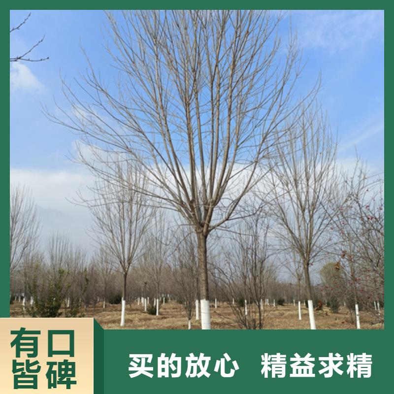 法桐秋紫白蜡诚信经营