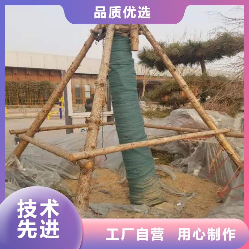 裹树布土工格栅按需定制