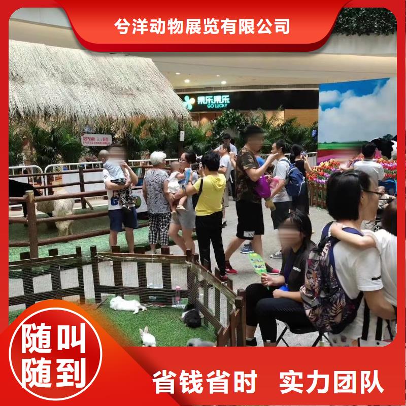 马戏团/羊驼,【表演动物出租】值得信赖