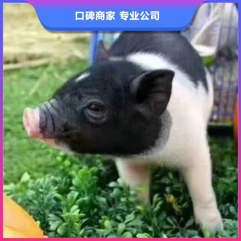马戏团/羊驼草泥马羊驼租赁随叫随到