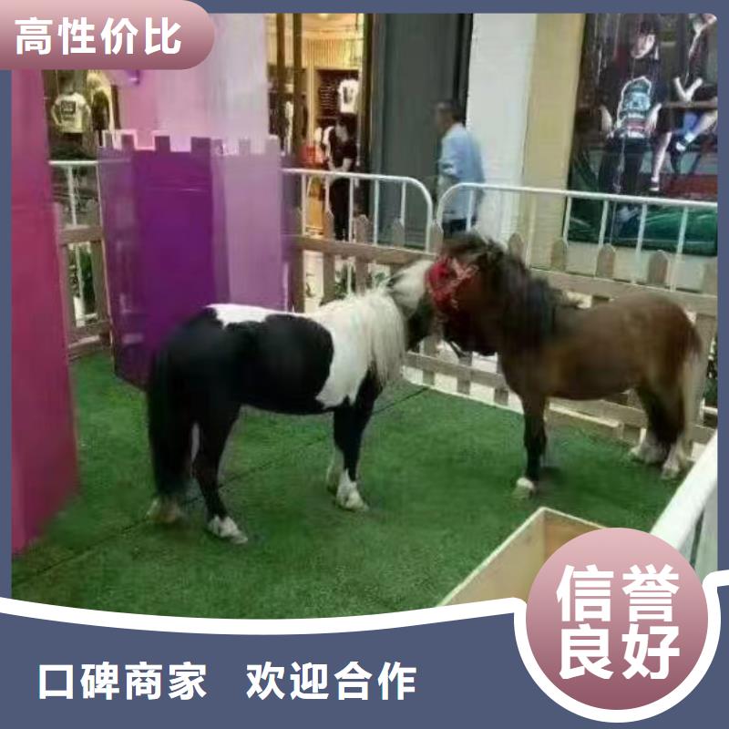 【马戏团/羊驼】鹦鹉表演租赁高性价比