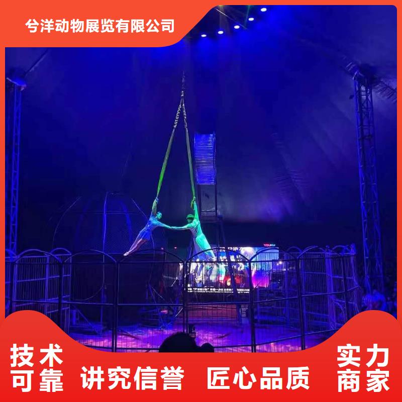 马戏团/羊驼草泥马羊驼租赁随叫随到