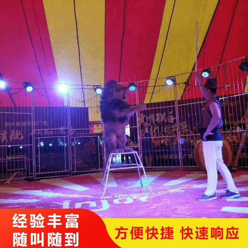 马戏团/羊驼-海狮表演出租高性价比