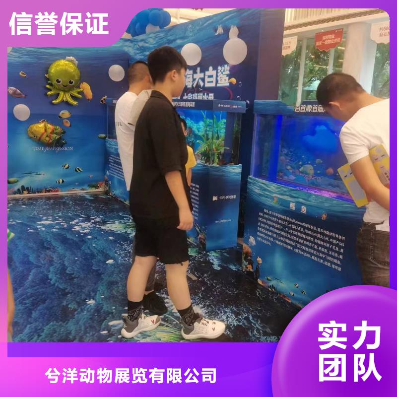 海洋主题动物表演小马戏出租经验丰富