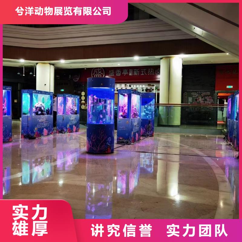 海洋主题动物表演,驯兽表演效果满意为止