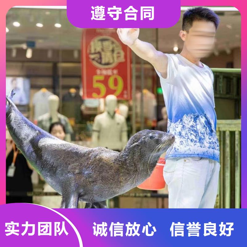 海洋主题动物表演-出租羊驼品质服务