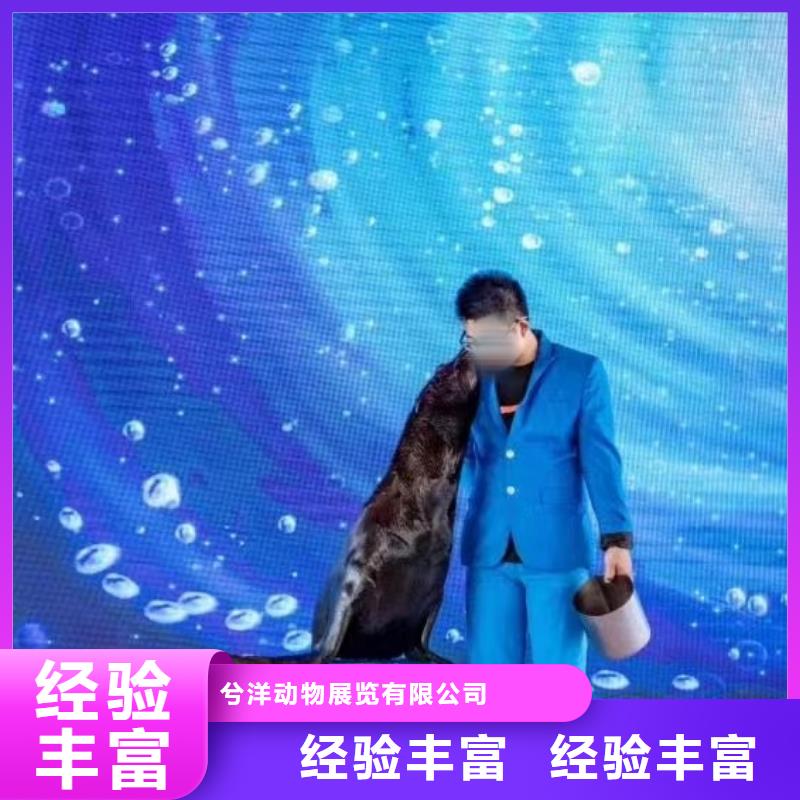 海洋主题动物表演出租动物表演品质服务