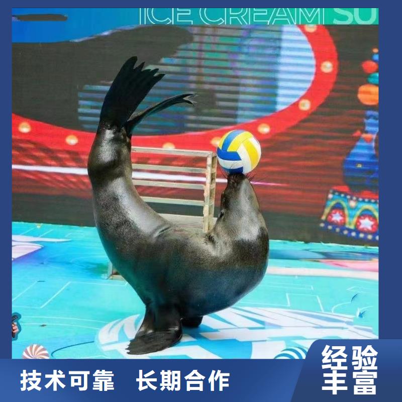 【海洋主题动物表演【出租海狮表演】免费咨询】