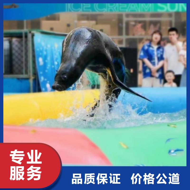 【海洋主题动物表演【出租海狮表演】免费咨询】