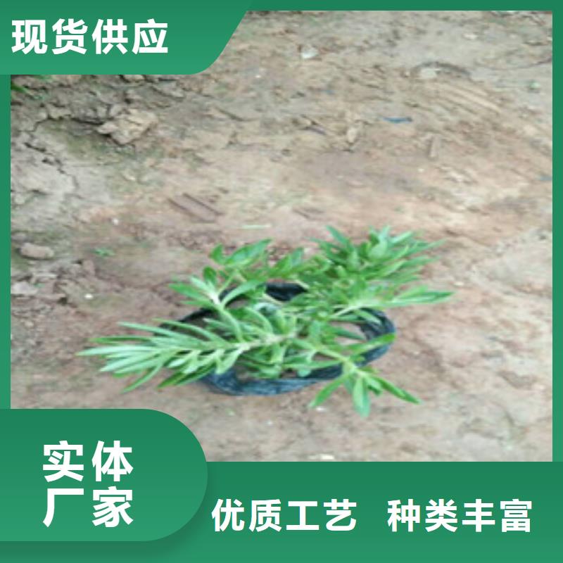 【时令草花】水生植物/荷花睡莲工厂直营