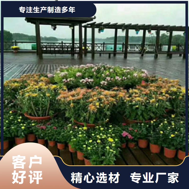 时令草花【鲁冰花/粉黛乱子草】的图文介绍