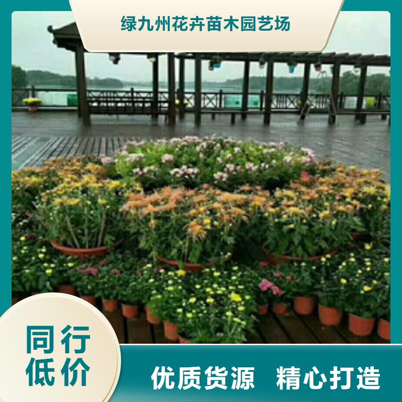 时令草花耐寒耐旱草花基地一对一为您服务