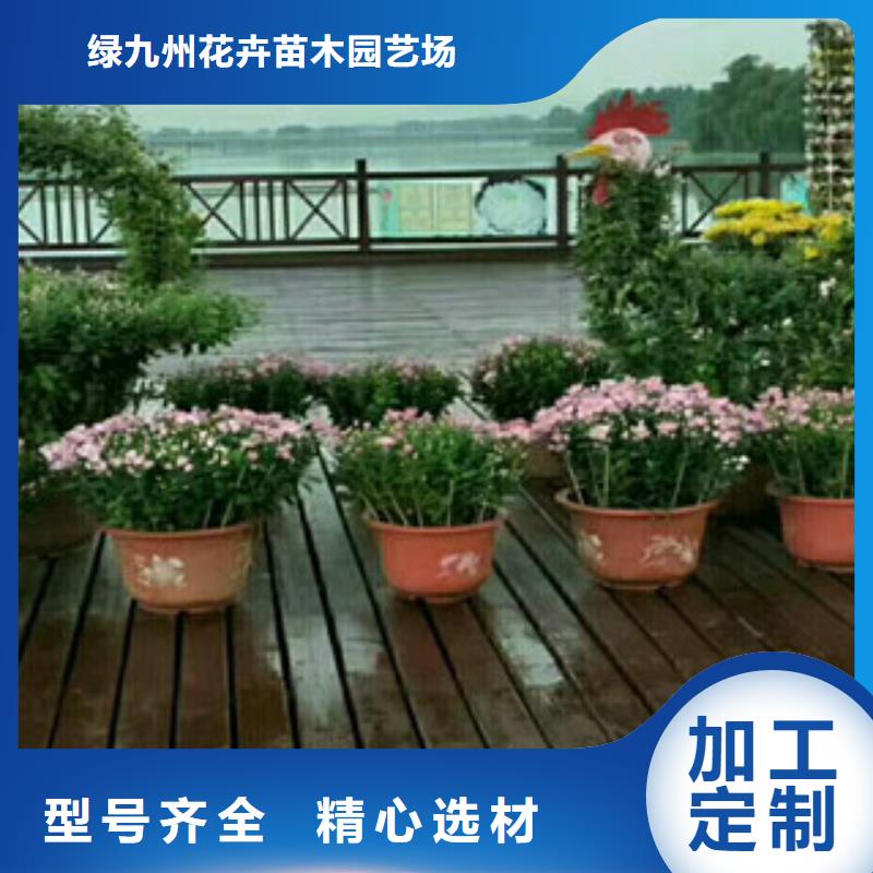 【时令草花鲁冰花/粉黛乱子草严谨工艺】