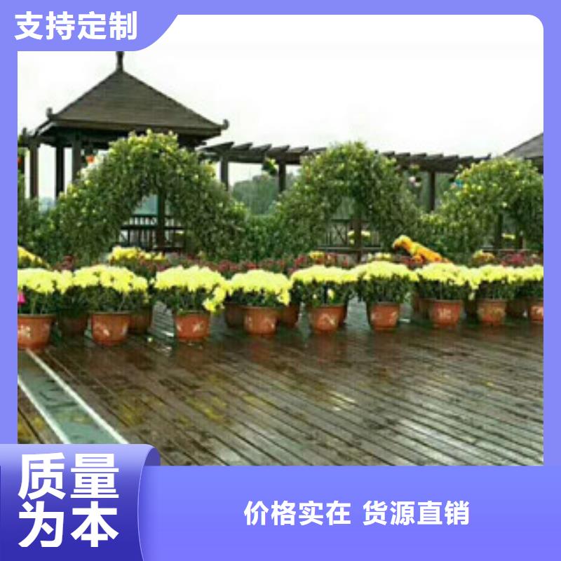 时令草花宿根花卉基地质量优价格低