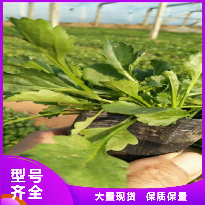 时令草花【鲁冰花/粉黛乱子草】的图文介绍