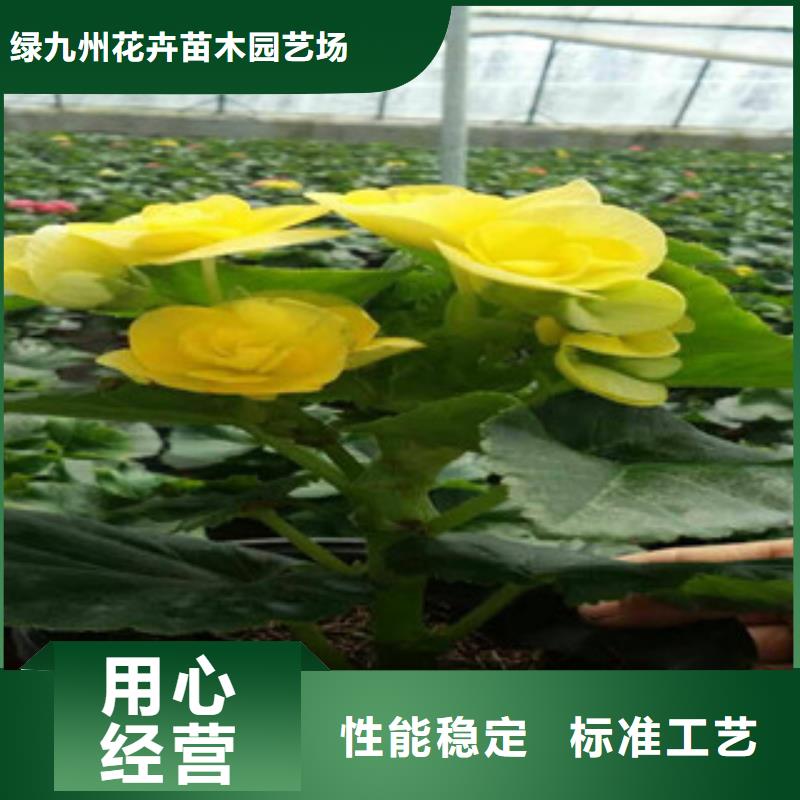 【时令草花鲁冰花/粉黛乱子草严谨工艺】