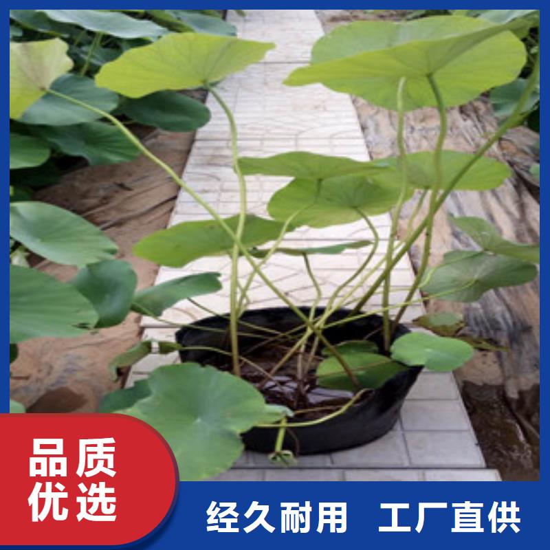 时令草花【鲁冰花/粉黛乱子草】价格低